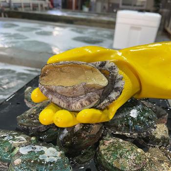 동원수산 완도 대전복1kg(12~13미내외)