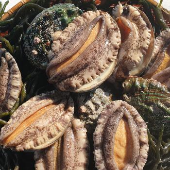 보고수산 완도 쭈네전복1kg(6~7미내외)