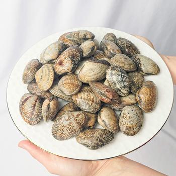 덕이네 산청할매 왕바지락1팩(1kg)