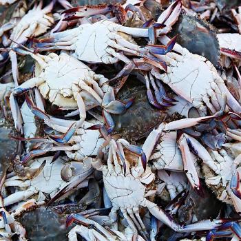 녹동수산 고흥 가을 숫꽃게1kg(4미내외)