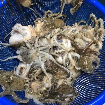 녹동수산 국내산 급냉 쭈꾸미1kg(10~18미내외)