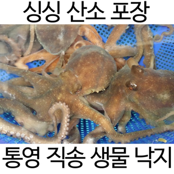 통영직송 싱싱낙지(특대)1kg(2~3미내외)
