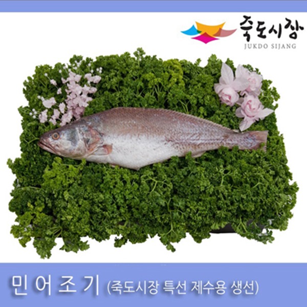 죽도시장 민어조기(제수용)1미(35~39cm내외)