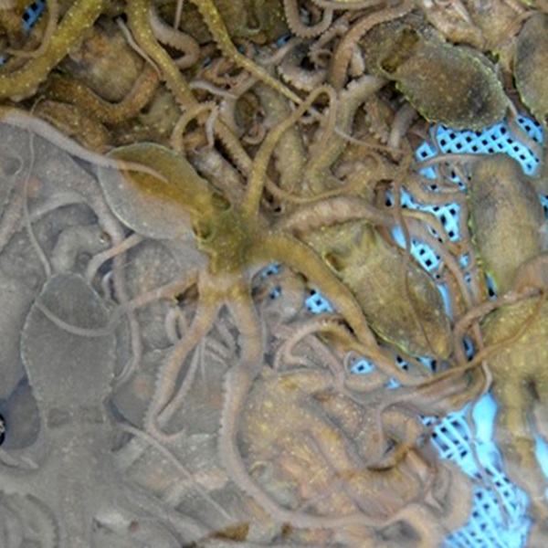 해오름 목포신안 뻘낙지(중대)20미(미당120~140g)